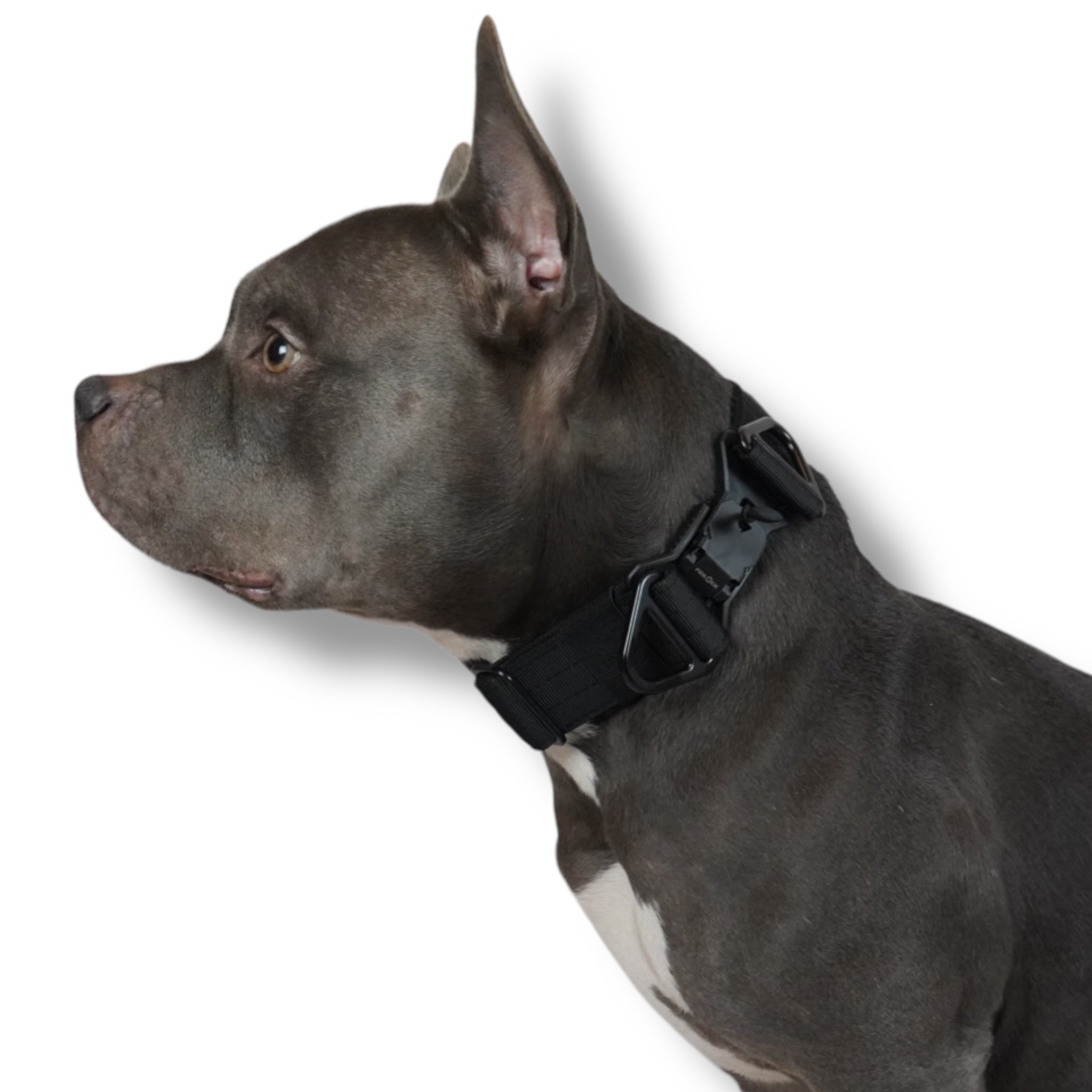 BACO DOG GEAR