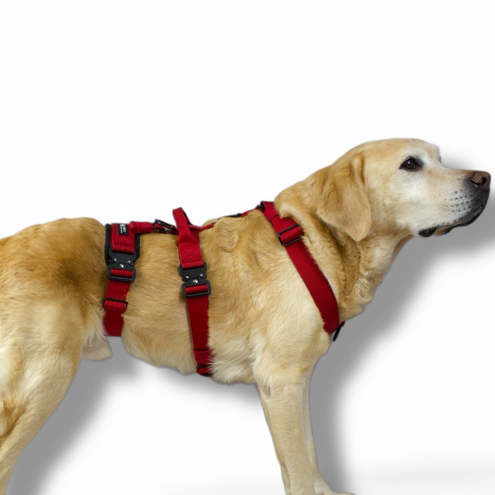 BACO DOG GEAR