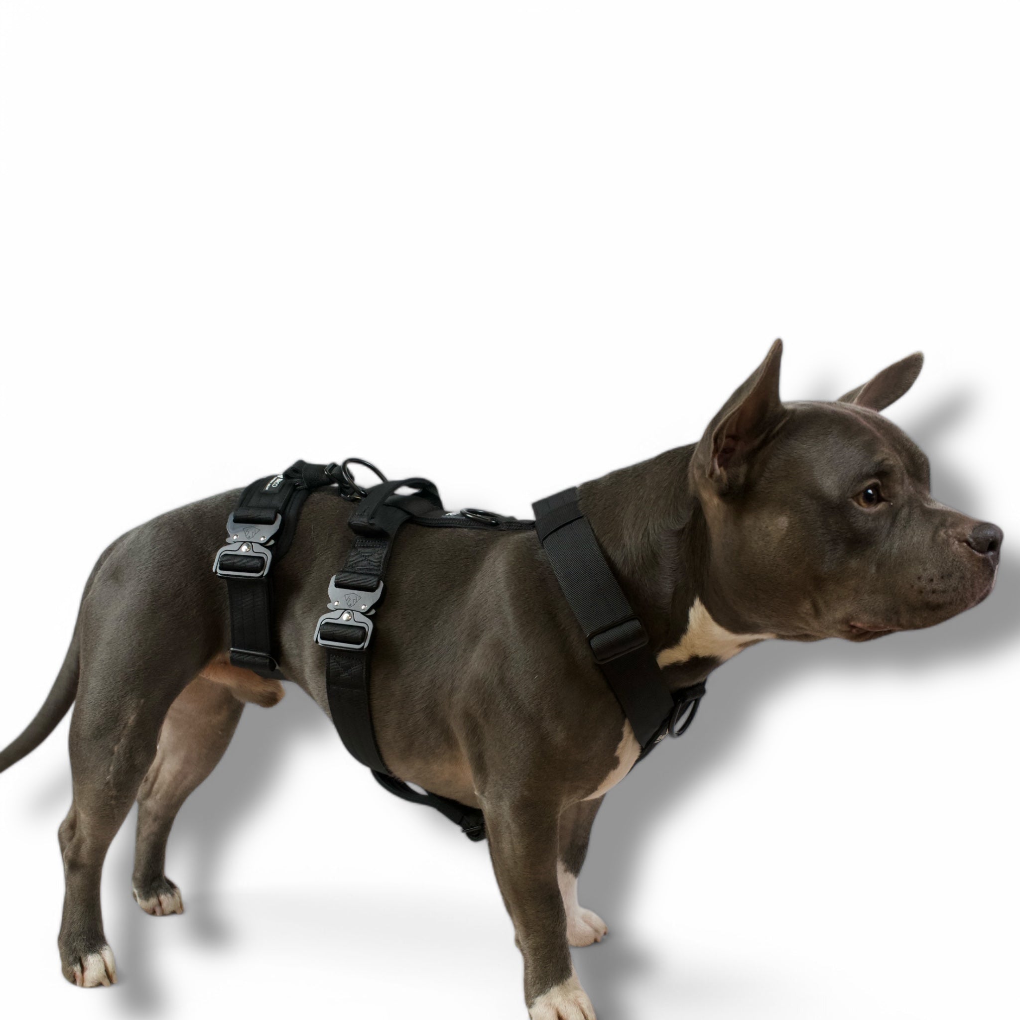 BACO DOG GEAR