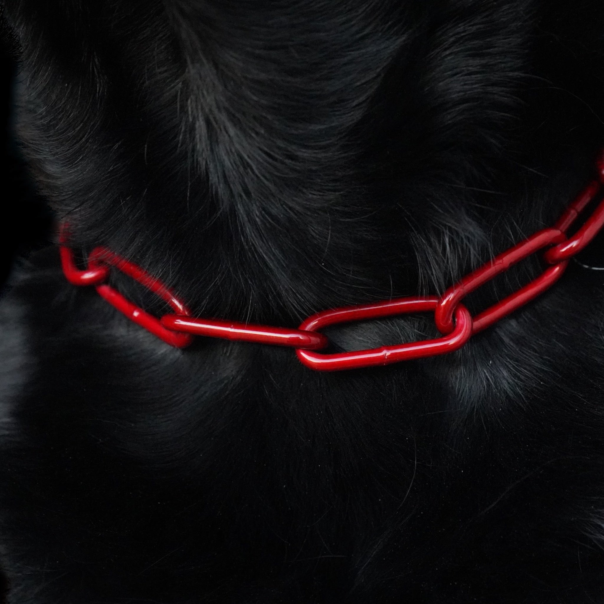 BACO DOG GEAR