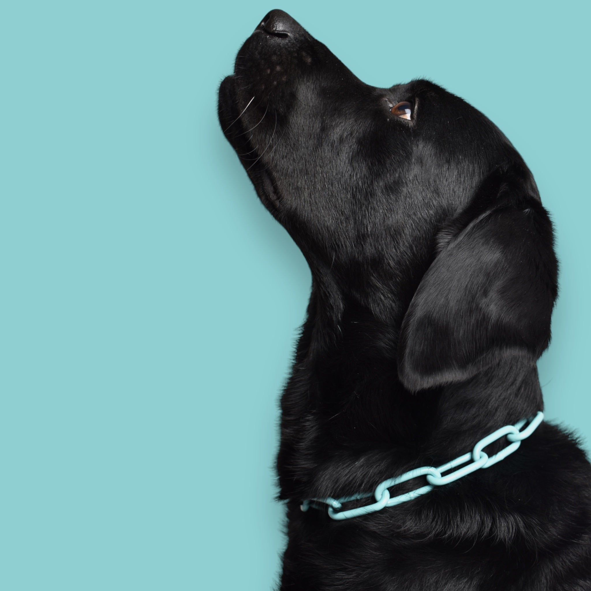 BACO DOG GEAR