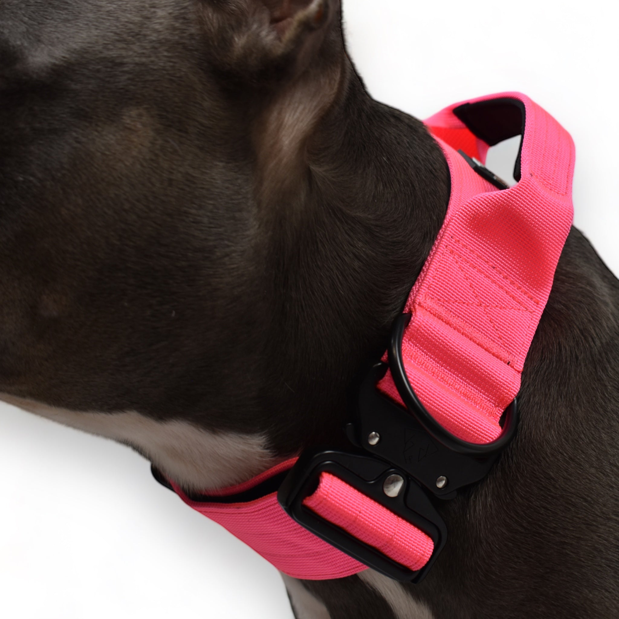 BACO DOG GEAR