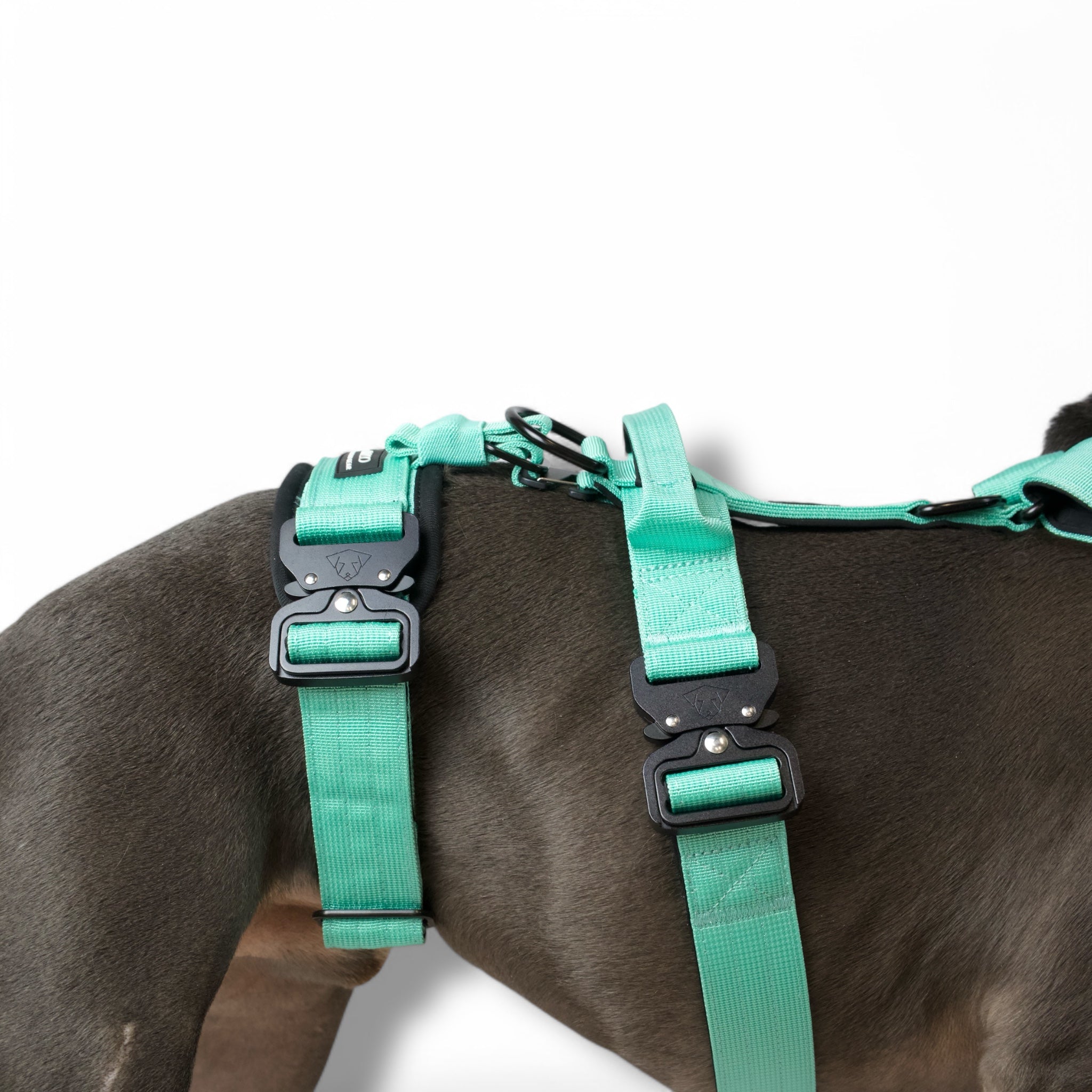 BACO DOG GEAR