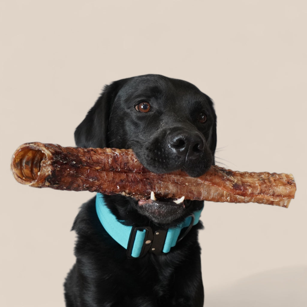 BACO DOG GEAR