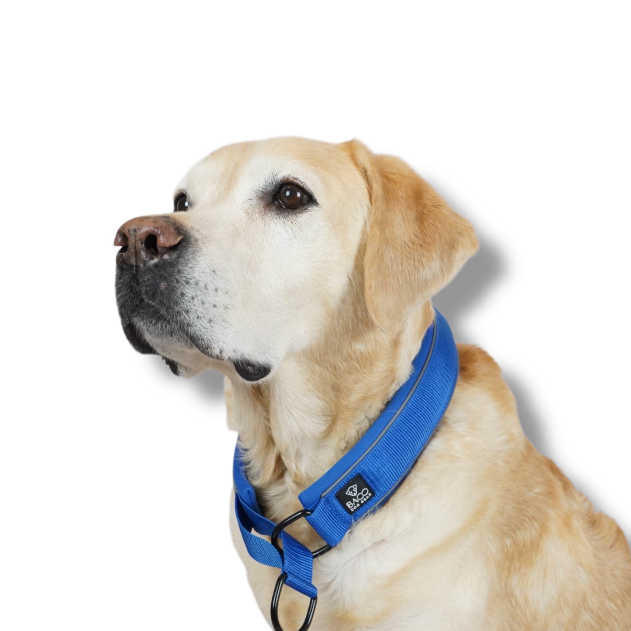 BACO DOG GEAR