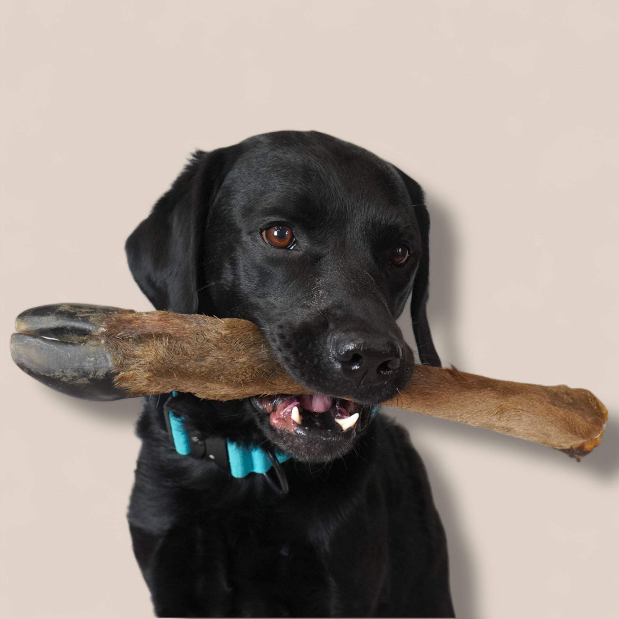 BACO DOG GEAR