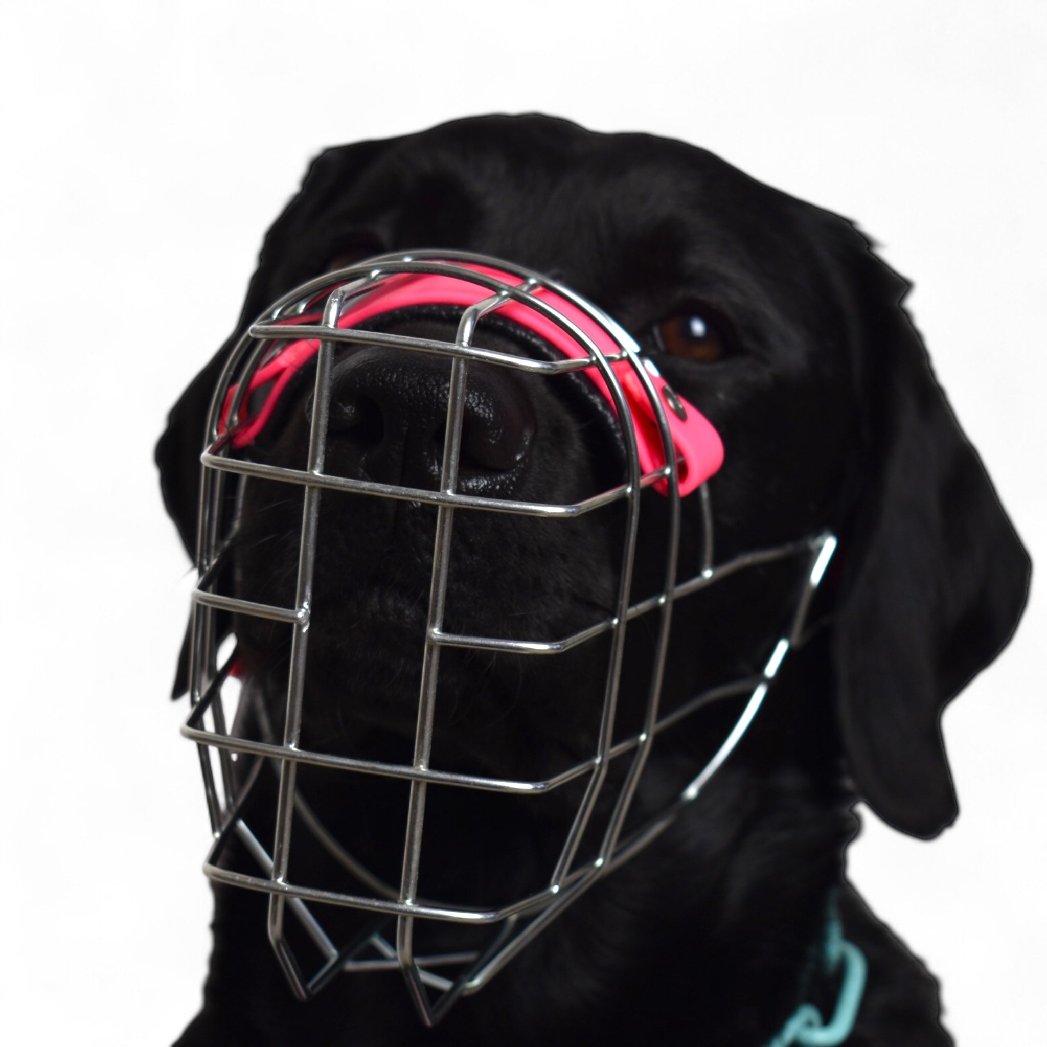 BACO DOG GEAR
