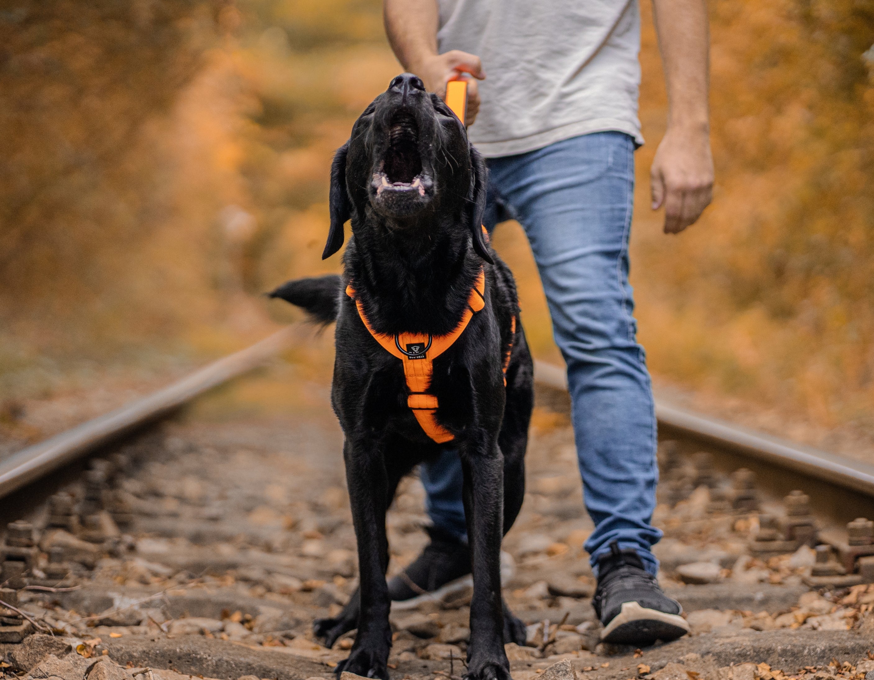 BACO DOG GEAR