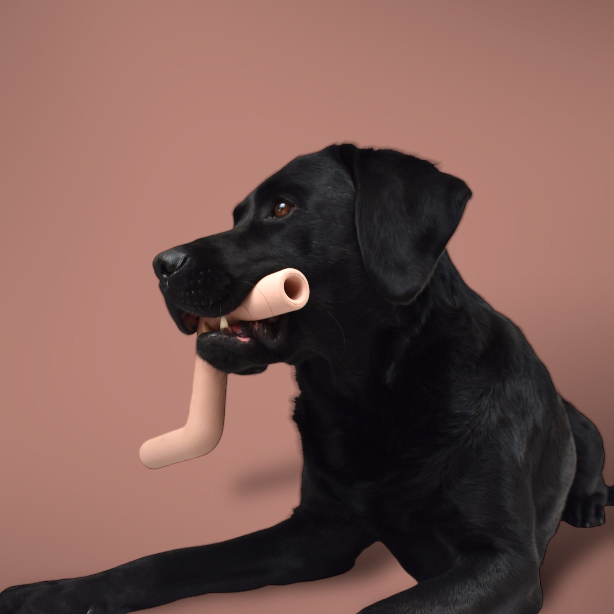 BACO DOG GEAR