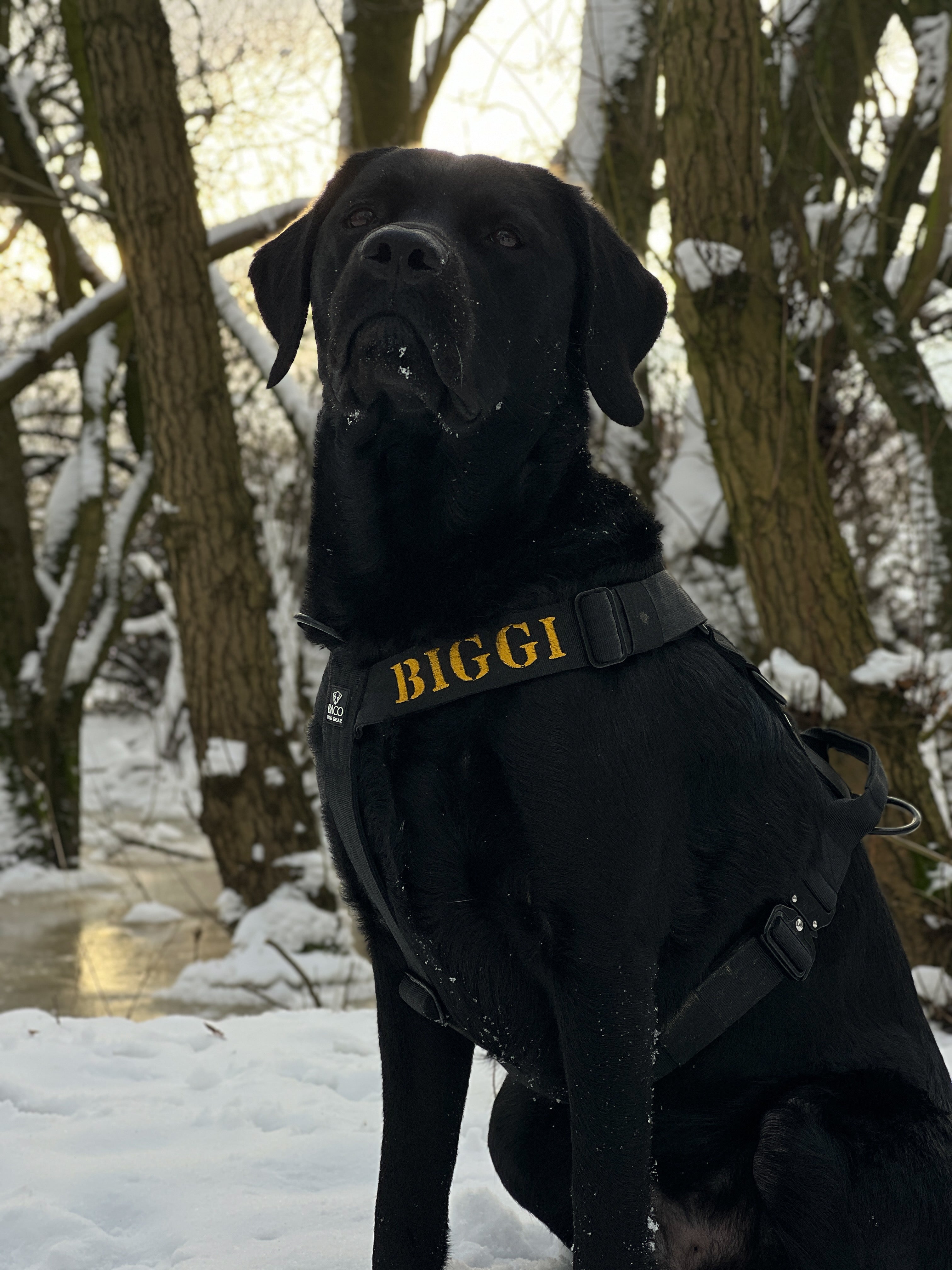 BACO DOG GEAR