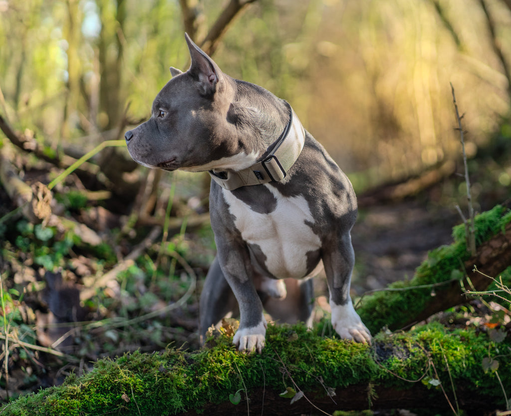 BACO DOG GEAR