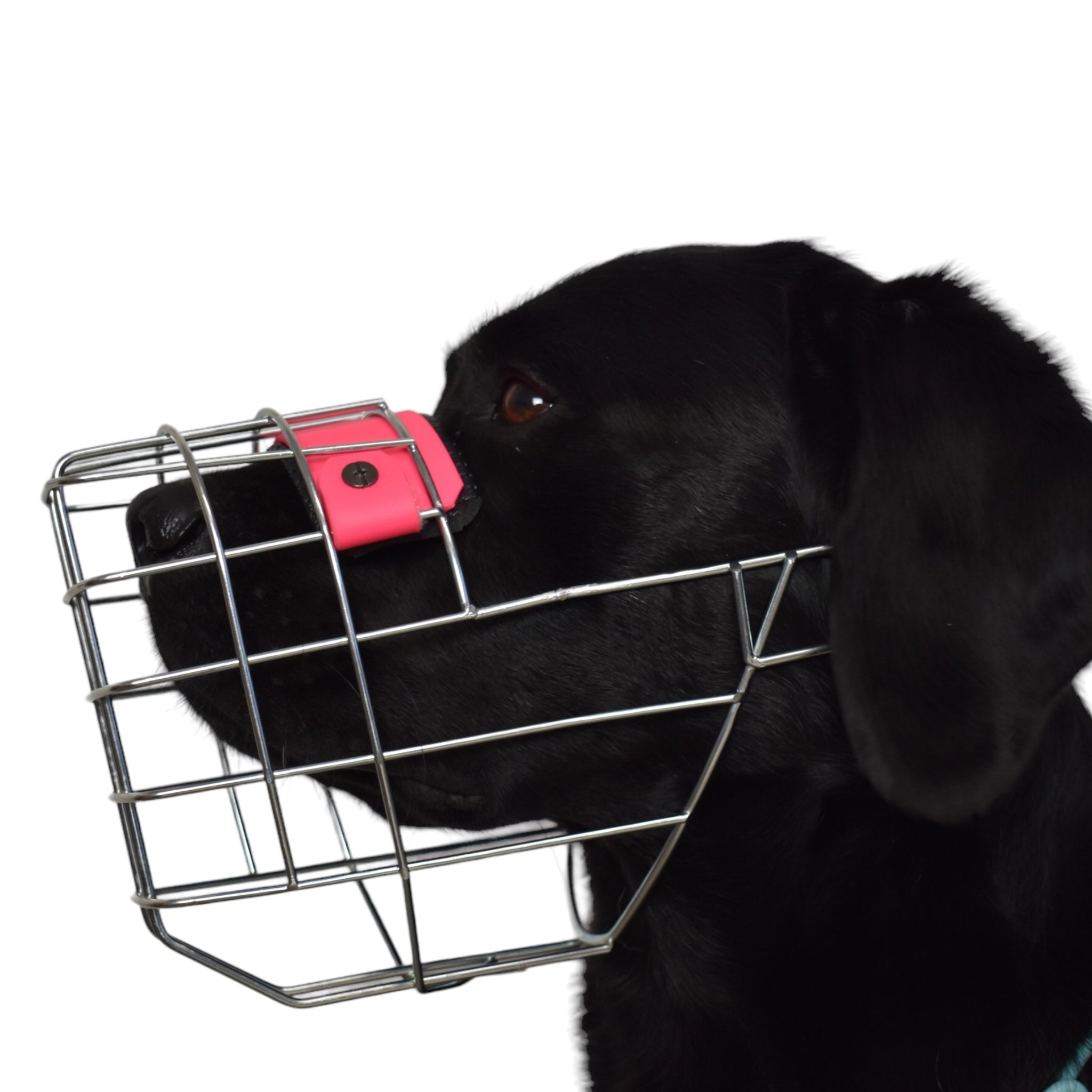 BACO DOG GEAR