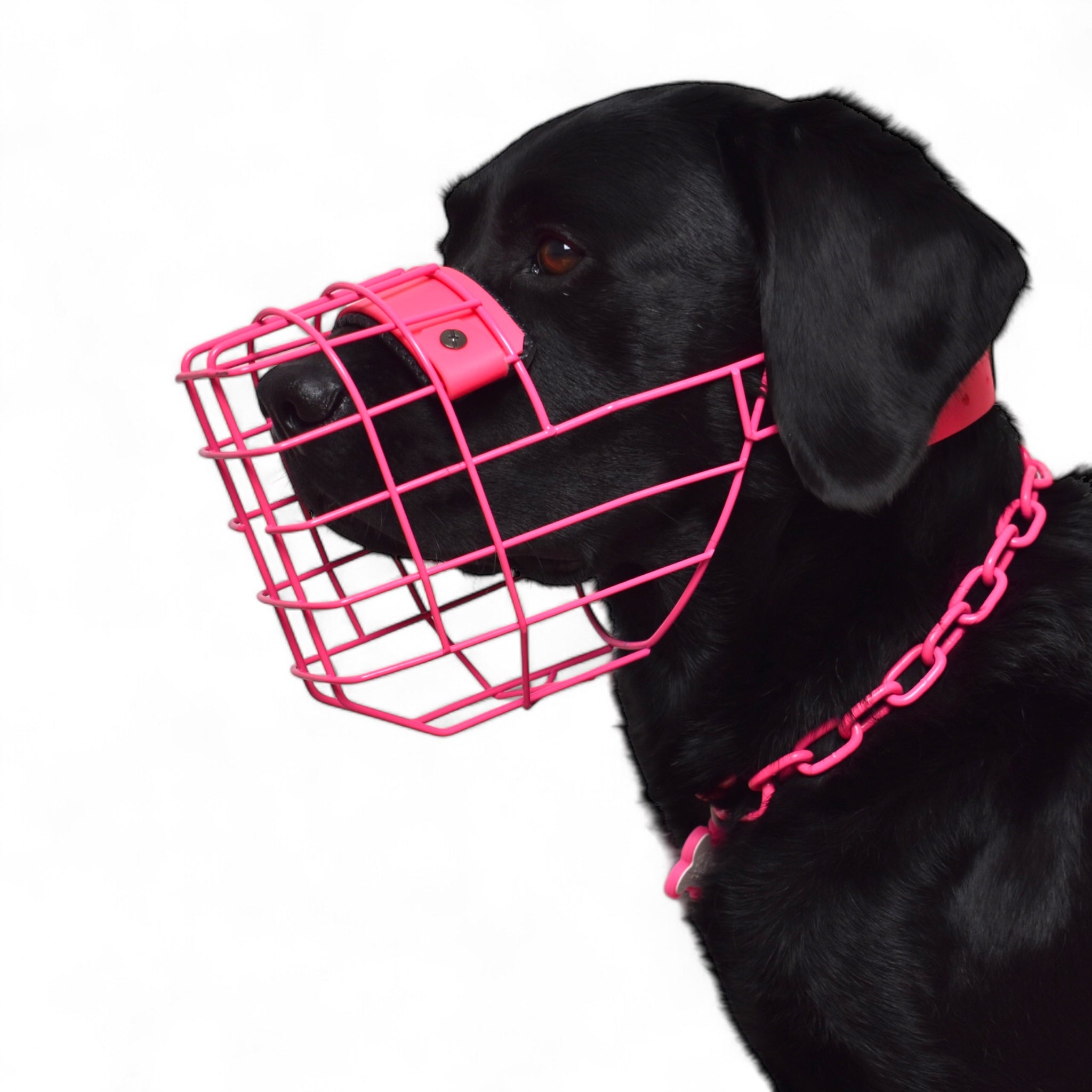 BACO DOG GEAR