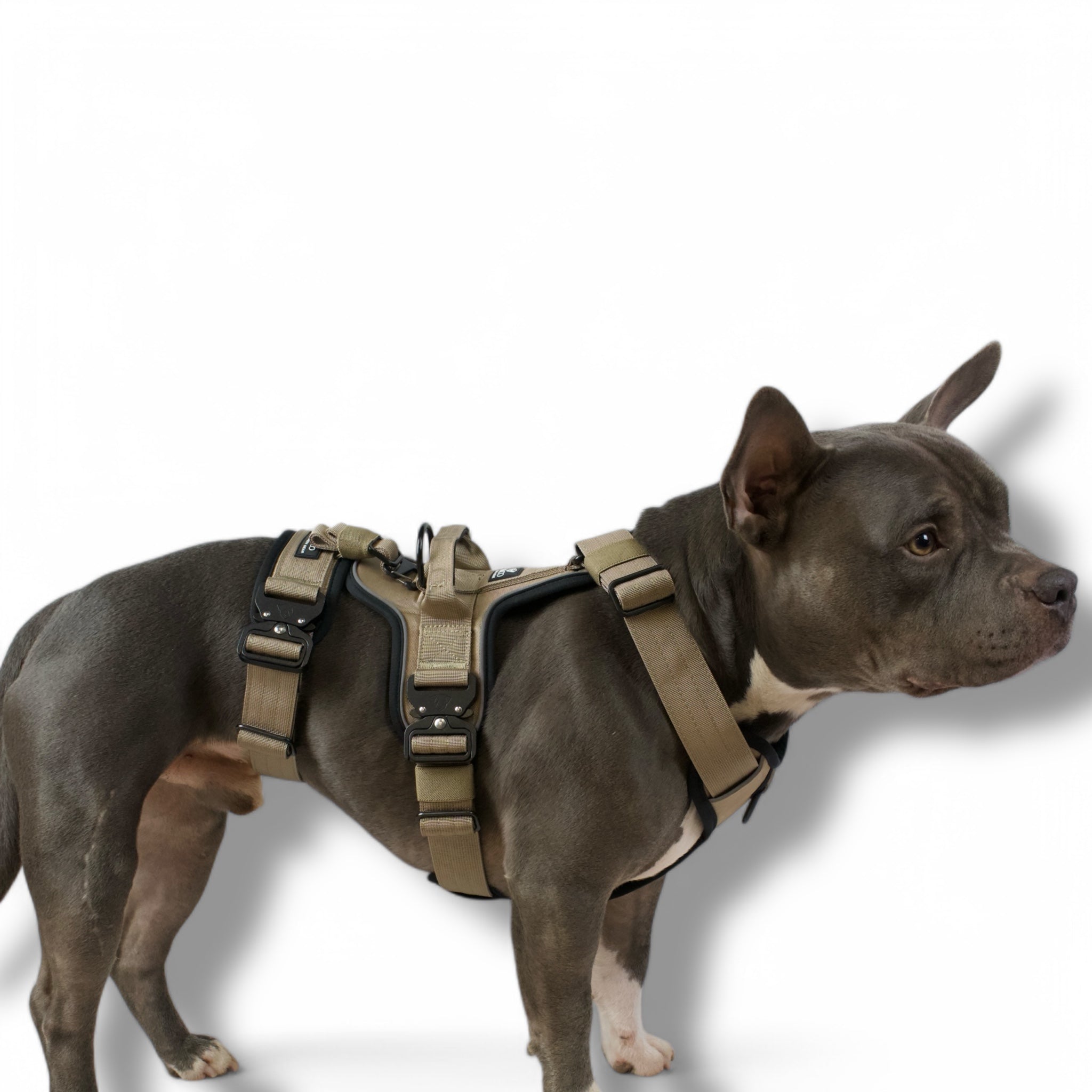 BACO DOG GEAR