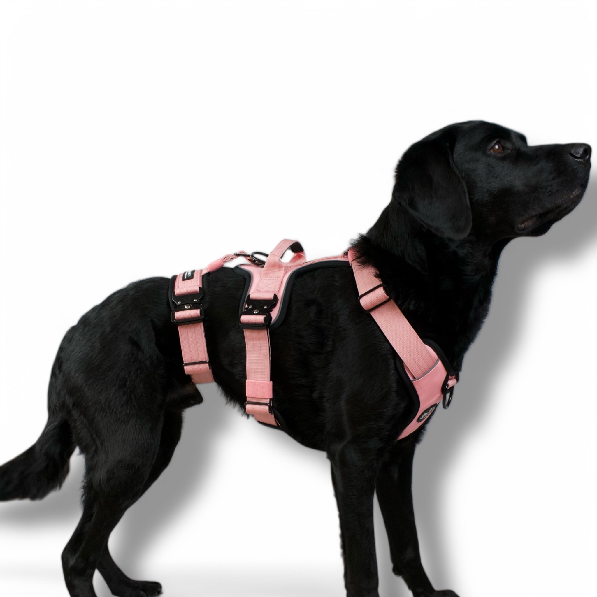 BACO DOG GEAR