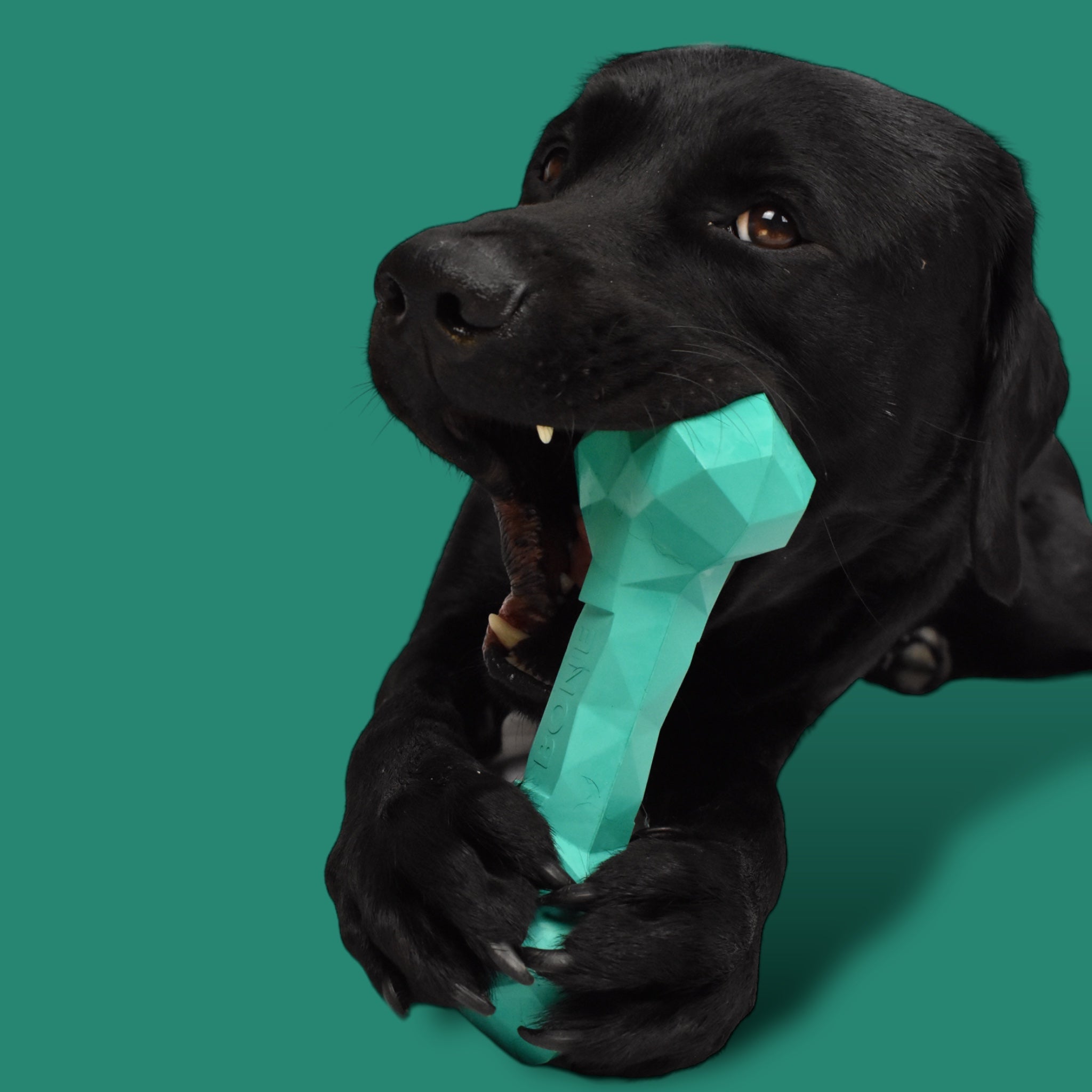 BACO DOG GEAR